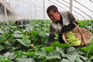 香蕉温室种植技术(大棚西葫芦的栽培技术)
