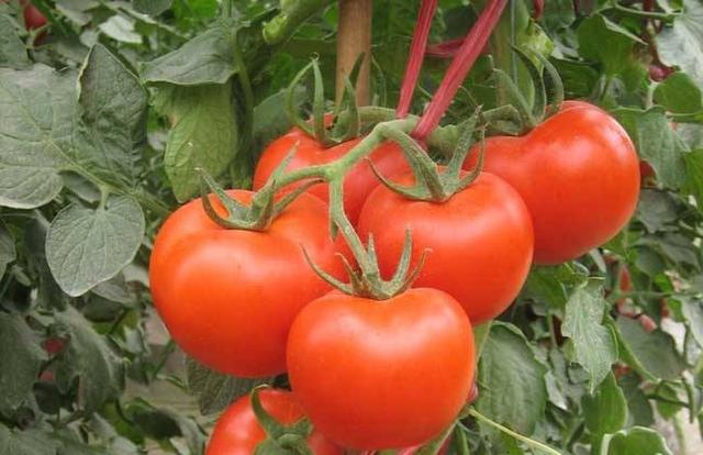盆栽西红柿，3点很重要，果实累累，红彤彤，吃都吃不完