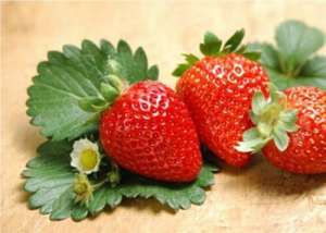 草莓子的种植方法(草莓种子怎样育苗)