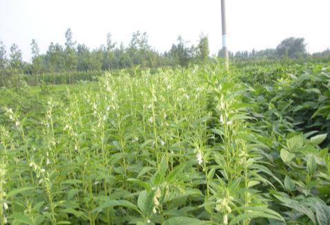 白芝麻高效种植技术，种植后田间管理方式，助提高农民的经济收入