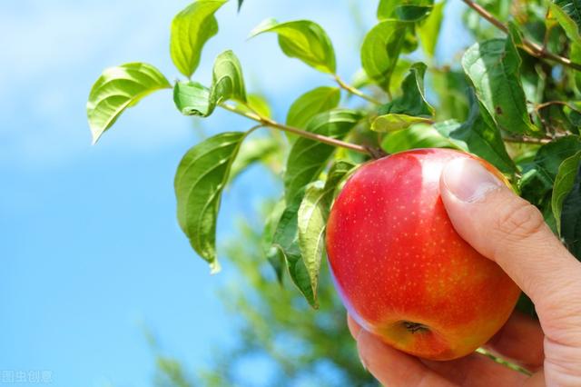 寒富苹果品种介绍寒富苹果苗种植技术寒富苹果成熟期