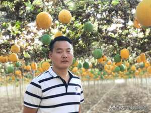 种植瓜蒌是骗局吗(河南洛阳：32岁男子放弃上海30万年薪，回家乡种700多亩瓜蒌，有人说傻)