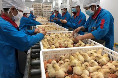 晓鸣农牧魏晓明：戈壁滩上盖鸡舍，深耕蛋种鸡养殖行业29年
