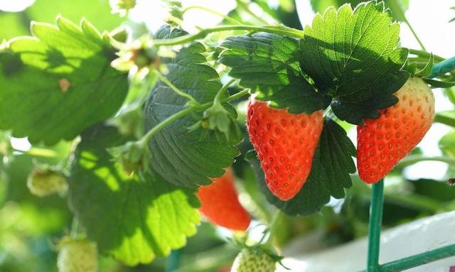 大棚草莓后墙立体栽培，如何投入2万？收益增收10倍，想了解吗？