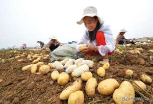 土豆怎样种植产量高(马铃薯怎么种高产？老农教你6个“杀手锏”，薯块个大、产量高)