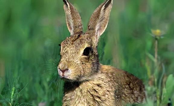 安徽三名男子捕捉一只野兔被罚！专家：保护动物，每只300元