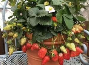 花盆如何种植草莓(阳台花盆种植草莓，方法很简单，好看又好吃)