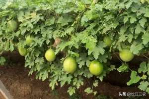 瓜蒌的种植技术与经