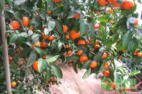 柑橘最全栽培管理月份手册，手把手教你种柑橘