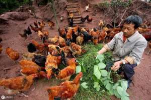 柴鸡散养殖(农村散养鸡怎么养殖？散养鸡，你必须掌握的技术要点)