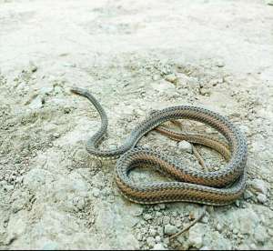 麻蜥 养殖(「关注生物多样性」新疆唯一特有蛇类——吐鲁番花条蛇发现始末)