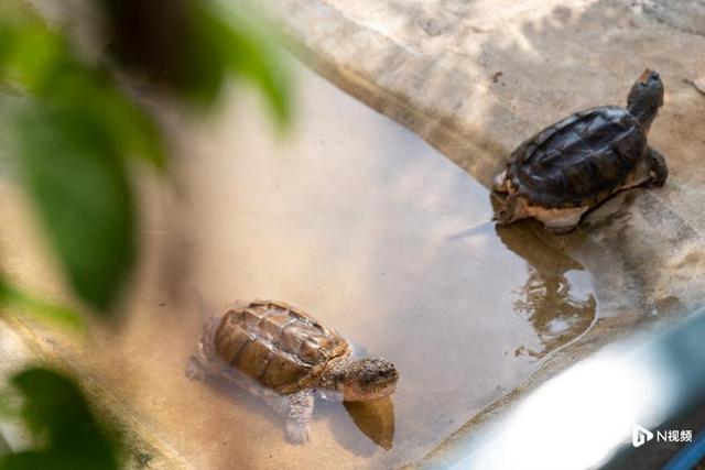 养殖50多万只乌龟！韶关浈江名龟科普基地开园