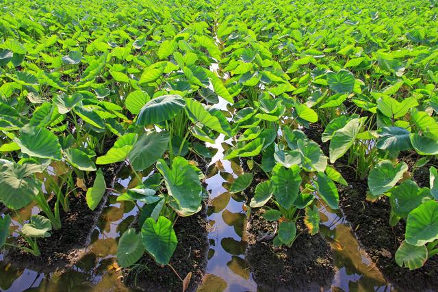 荔浦芋旱地栽培技术，及田间管理关键要点