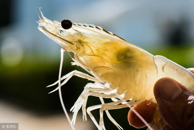 高效养殖小龙虾——莲藕池养殖虾种的放养