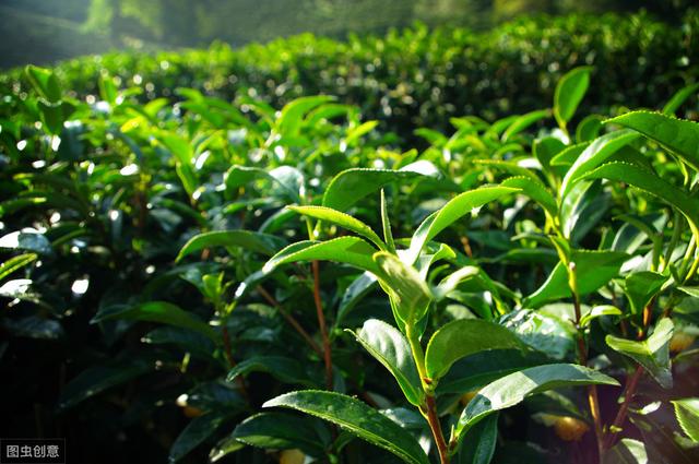 茶叶种植现状与栽培管理技术措施探讨