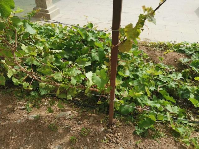 在院子里种出每年结果的葡萄，这几个栽种技巧都要谨记