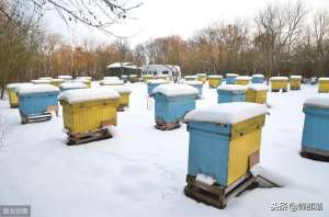 中华蜜蜂冬季养殖(中蜂土养，如何安全越冬？老蜂农：灵活运用这5种方法，效果更佳)