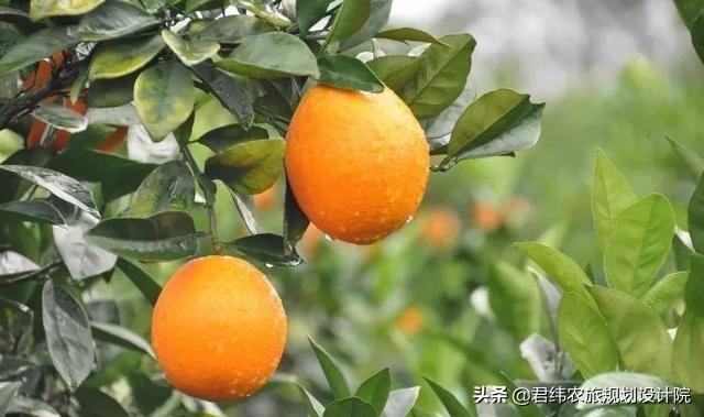 一亩盈利8000元，那么什么才是适合脐橙种植的条件呢？