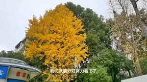 大棚枇杷种植技术视频(【中视频】枇杷果树竟然是寒冷的冬天开花了)
