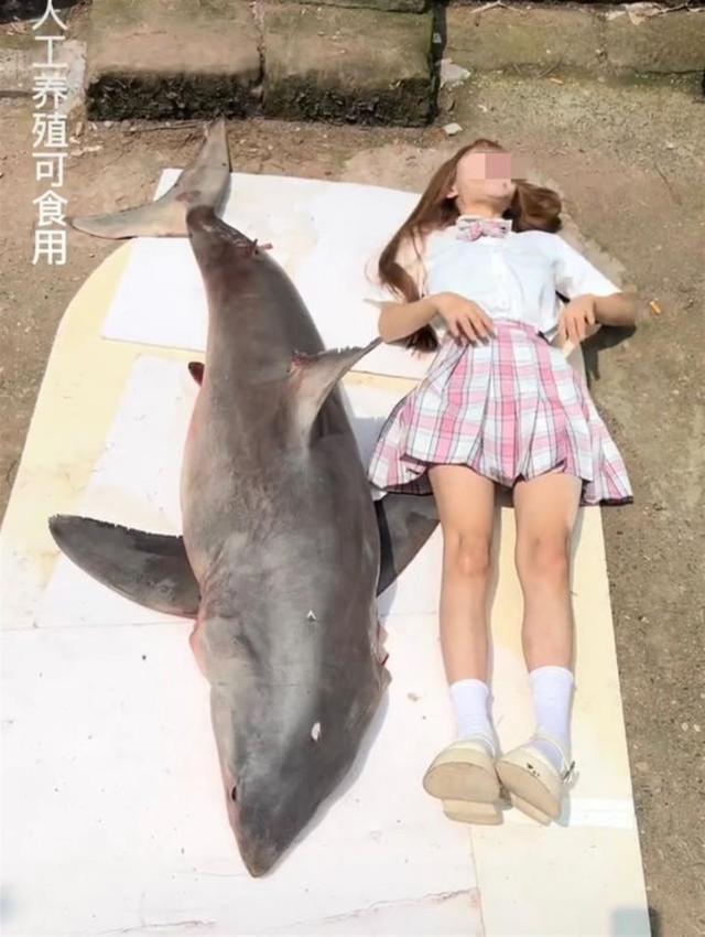 网红吃鲨鱼号称人工养殖，却遭专家打假！为啥大白鲨不能人工养？