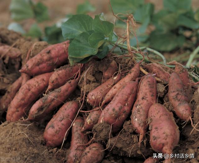 老爸种红薯常用四招，斜栽、摘心、灌缝和喷施，谁掌握谁受益