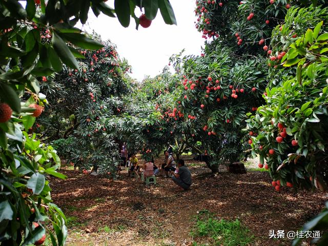 荔枝最古老的直播实生繁育办法，催生广西灵山县丰富的荔枝品种