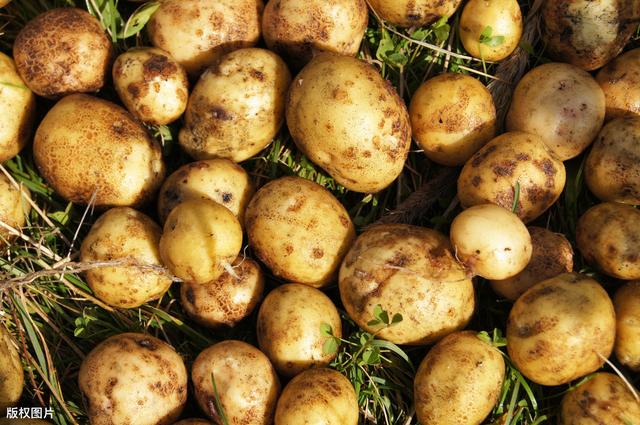 赣北丘陵——冬种马铃薯高效栽培技术，值得借鉴