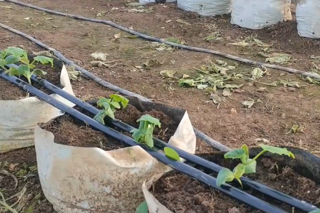 黄瓜一叶一瓜，6个种植技巧要牢记，黄瓜从下到上挂满架！