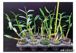 金叉石斛的种植条件(精准栽培探究设施金钗石斛的生长变化规律)
