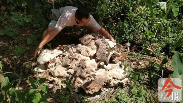 柳州惊现巨型野生蘑菇，直径超1米！灵魂拷问：它可以吃吗？