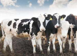 奶牛养殖场及价格(供强需弱，原奶价格持续走低，奶牛养殖行业何时解冻入春？)