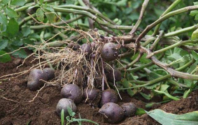 黑土豆利润高，市场前景到底如何？附各地区种植时间