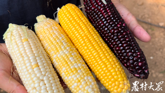大棚空棚期别闲着，种鲜食玉米每亩增收2500元