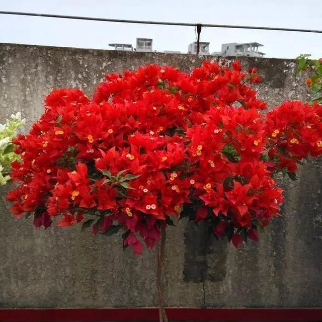 5种开大红花的藤本，种植容易，红红火火，看着就喜庆