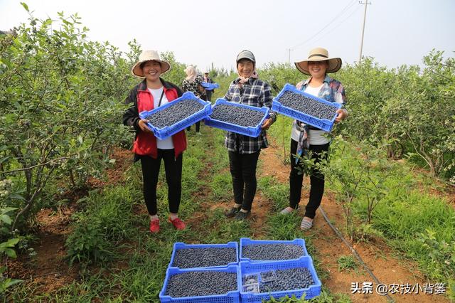 蓝莓栽培实用技术（一）：如何根据种植条件挑选合适的蓝莓品种？