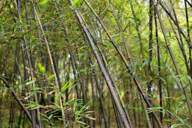 紫竹的简单养法