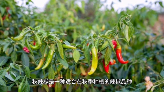 如何实现秋辣椒的高产种植？这几个要点很重要