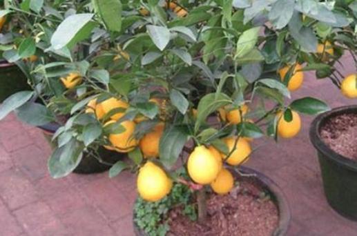 养盆栽柠檬，记住2个“注意事项”，再也不落叶，枝头挂满果