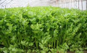 大棚芹菜种植技术(大棚芹菜如何种植，需要注意哪些问题？)