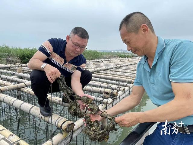 小牡蛎蝶变大产业，科技兴农助汕头濠江水产养殖提质增效