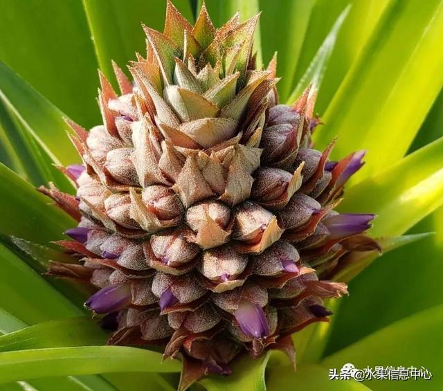 日本农业发达到什么程度？荔枝、香蕉、菠萝竟然用温室来种