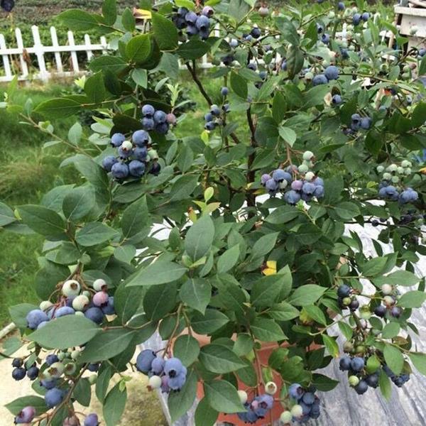 吃货有阳台，种盆蓝莓果，一棵能结100多，营养省钱防近视