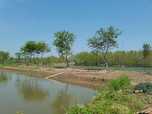 特产代言丨扬州新滩村：仿野生养殖，让甲鱼品质接近纯野生甲鱼