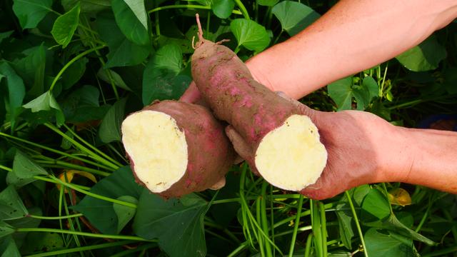 红薯高产种植，不能单靠肥料，农户掌握2点，才能增产