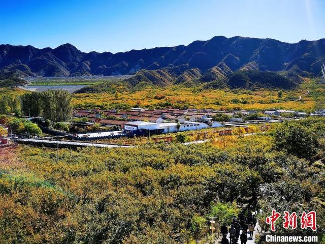 “中国板栗之乡”河北宽城：板栗栽植面积超80万亩