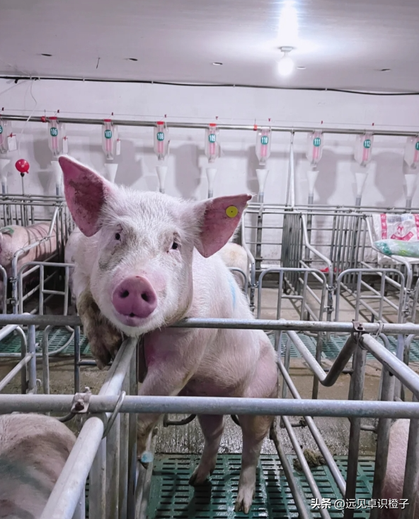生猪养殖今年行情会怎么样？