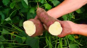 红薯种植温度(红薯高产种植，不能单靠肥料，农户掌握2点，才能增产)