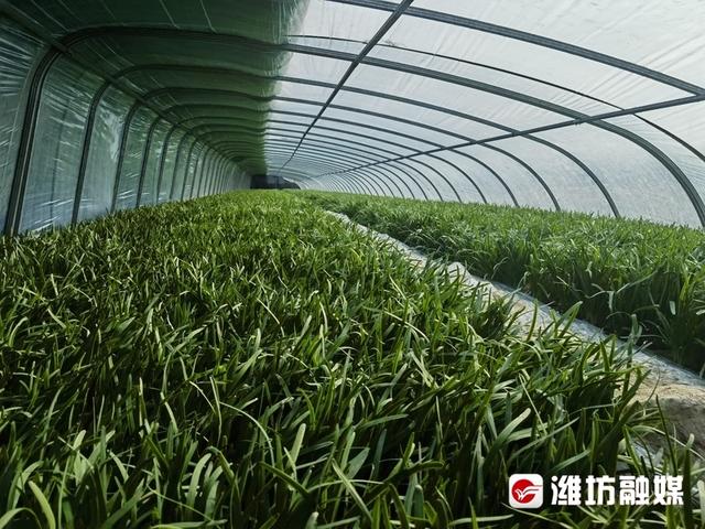 新农人设计新大棚 韭菜种植有了新模式