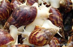 白玉蜗牛如何养殖(在田里怎么养殖白玉蜗牛？白玉蜗牛大田养殖技术)