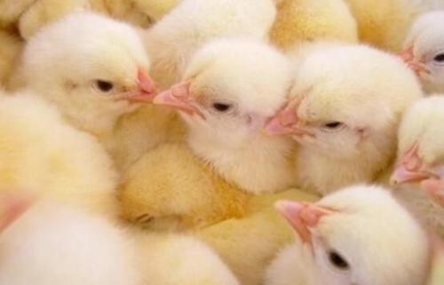 817肉鸡养殖的光照管理要点，有需要的养鸡户快来收藏